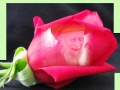 sultaaanRose2